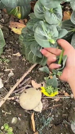 Picking and harvesting fresh green leafy vegetables with bright yellow flowers from a garden plant