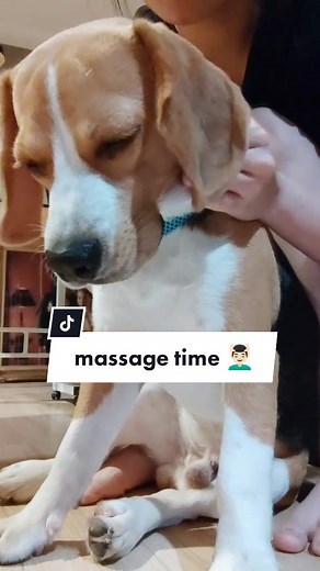 #beagle #anjinglucu #dogtok