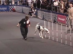 2007 AKC Invitational Agility - The Great Danes - Part I