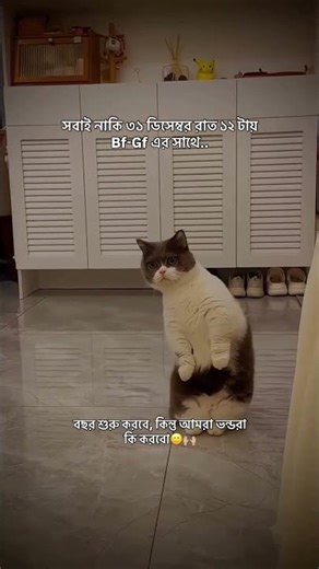 Sobai naki bochorer shuru korbe bf/gf diye | Cat video | #foryou #viral #cat #funny