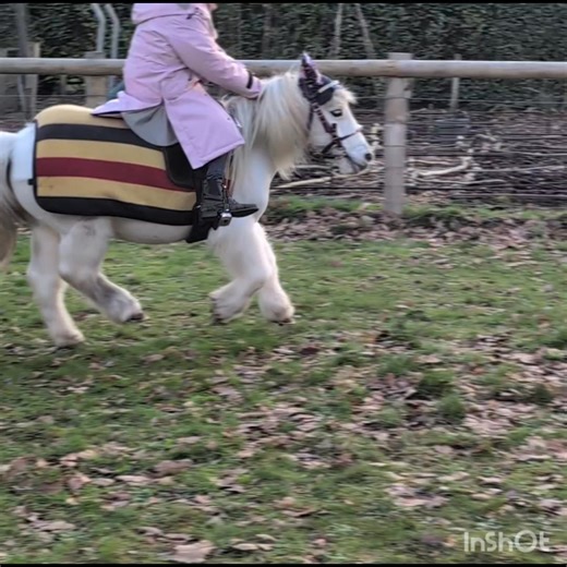 The joys of being a pony club mum, with a totally jam packed Christmas Eve we managed to find a spare hour by getting up early to quickly pop Verity and Blue over some poles so they could do what they loved most, have a jump and rebuild their confidence after their disastrous dressage test yesterday. Although, news just in is that Verity and Blue did manage to win their first class, for the second event of the league which stands them at the top of the leaderboard for the winter league! We just 