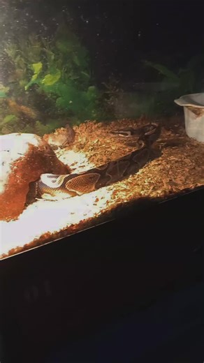 Meet Xeno! (Short for Xenomorph) He is a ball python and hes super chill #snake #python #ballpython #pets #fyp #xyz