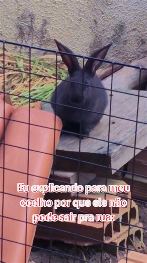 #coelhos #animaisnotiktok #funny #funnyvideos #rabbit @adv_nicoleviana @adv_nicoleviana @adv_nicoleviana