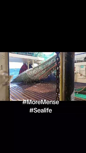 #Khoisanoffokkel #Milleniumpirate #Sealife