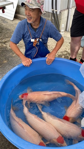 Torazo Koi Farm Japan Breed Some of the Best Tancho 🇯🇵 in the World 😍 | Yvo - The Koi Partner