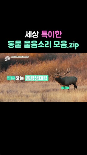 세상 특이한 동물 울음소리 모음.zip #동물 #동물소리 #취미는과학 #데프콘 #장이권