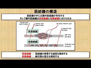 No.41 理学療法士国家試験対策 シリーズ 筋紡錘の構造