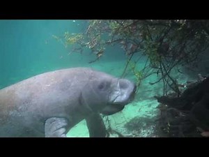 Fort Pierce Manatee Educational Video