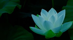 花 ロータス 花びら - Free video on Pixabay