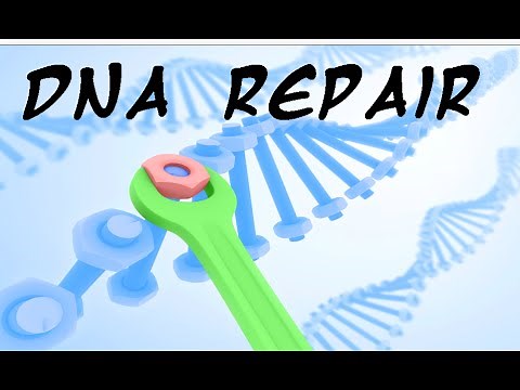 DNA repair mechanism
