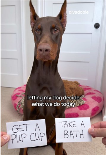 Letting my dog choose what we do - get a pup cup or take a bath ✨🤔 #funnydog #viraldog #dogtrend #dogsoftiktok #trending Viral funny dog video | Dog bath time | Pup cup | Dog prank