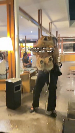 di ajak Bonbon chow-chow si cowo ontime nongki, kasih rekomendasiin cafe pet friendly di bandung dong 😆✨ #dog #dogsofinstagram #chowchow | Altaromeow Bonbon