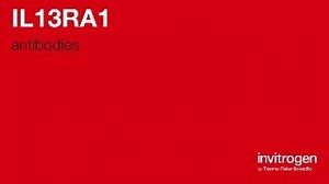 IL13RA1 antibodies from Thermo Fisher Scientific