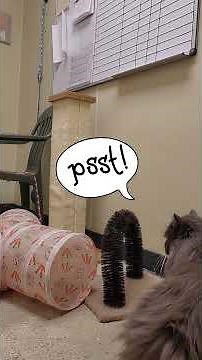 Phillippe the Sweet Gray Fluffball Wants to Sing Along to the Bee Gees 🐾🎶