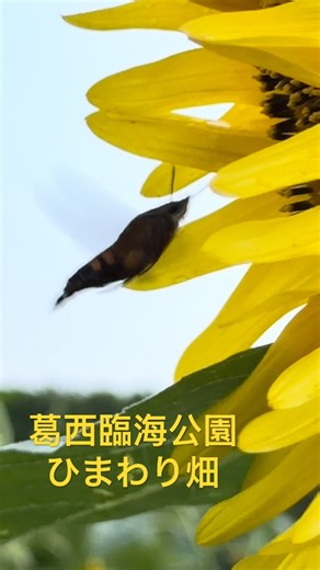 花は散る前に見るってことで今日も葛西臨海公園へ行って来ました。花は一週間くらいは見られる感じでしょうか。 #Sunflower field in #Kasai Rinkai Park #ひまわり畑