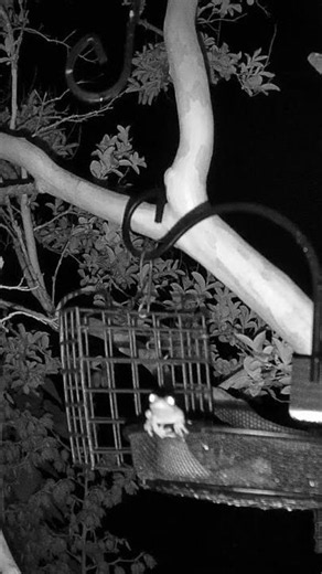 How Did He Even Get Up There? 🐸 #wildlife #animals