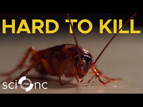 The Bizarre Way We’re Changing Cockroach Evolution | Sci NC | PBS North Carolina