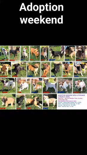 ADOPTION WEEKEND AT SPCA UITENHAGE (27&28.07.2024) Saturday – Normal Adoption Fees, Sunday – Discounted Fees #adoptdontshop SPCA Uitenhage, Schonland Avenue, Uitenhage Monday – Friday: 8:30-16:00, Saturday: 9:00-12:00, Sunday: 9:00-12:00 | SPCA Uitenhage