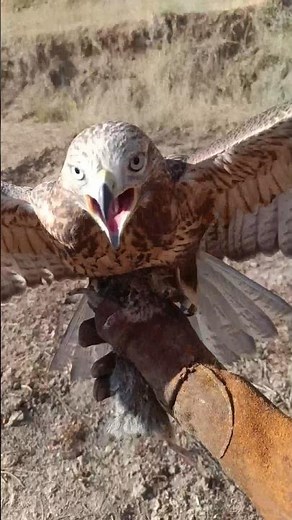 Insane hawk dive hunting full speed falconry 🦅🔥