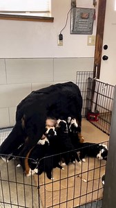 4.5K views · 119 reactions | These four-week old puppies are nursing!...