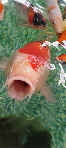 Bakki shower just added 🥳