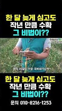 [한국농수산TV] 한 달 늦게 심고도 작년만큼 수확했어요!! 엽면시비 농법의 승리