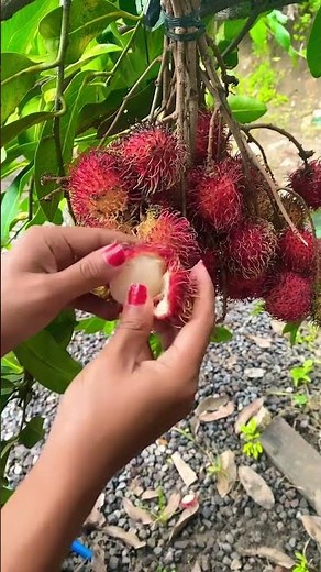 Rambutan Fruit #rambutan