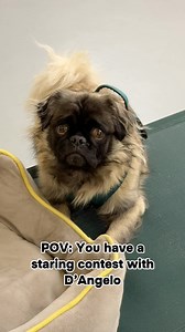 Staring contest with D’angelo #staringcontest #doggiedaycare | The Little Dog House