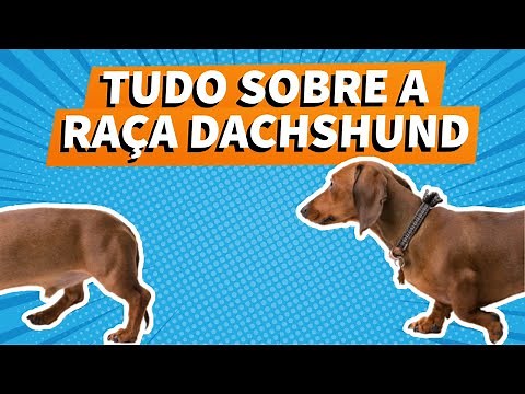 Dachshund Dog: Learn all about the Dachshund breed