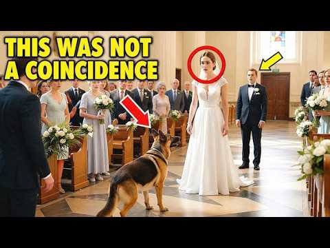 On Her Wedding Day, Her Police Dog Blocked Her Path—Then She Discovered the Heartbreaking Truth...