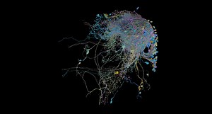 Google assisted in this extremely high-resolution map of brain neurons