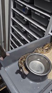 Ghi wookie clown male feeding 👌 #royalpythons #ballpythonlove #beardeddragon #reptilebreeder #snek #morph #petsnake #herpetology #animal #morphs #morph #snakelove #reptilelove #livingart #ballpythonofinstagram #snakelovers #reptilesofinsta #serpent #ballpythonsnake #nature #ballpythonlover #babyballpython #ballpythonmorphsofinstagram | Xclusive ball pythons