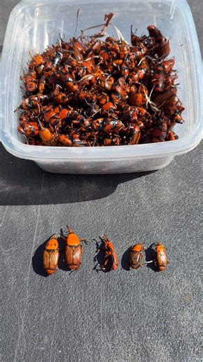 Ojalá nos equivoquemos. La presión del Rhynchophorus ferrugineus es hoy nueve veces mayor que la que registramos el año pasado. Sin embargo, Uruguay sigue sin un protocolo nacional unificado que coordine el manejo integral de esta plaga gregaria e invasora, el verdadero asesino de las palmeras. Desde 2023 venimos ofreciendo asistencia técnica, capacitación y soluciones reales, y nunca obtuvimos respuesta. Ahora el tema pasó al Comité de Especies Exóticas e Invasoras, un movimiento que, más que u