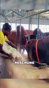 Warum übergießt der Bauer die Futtertröge vor dem Füttern mit Wasser? #tiere #shorts