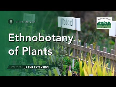 Ethnobotany of Common Plants - From the Woods Today - Episode 208
