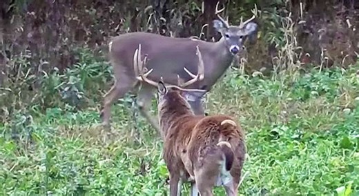 Found Deer Sign. Now What? | Bowhunting.Net