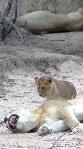 53K views · 705 reactions | Lion cubs. Baby lion playing with mom  #animals #wild #Wildlife #baby #animal #lion #wildanimals | Fyado fun | Facebook