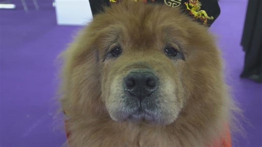 Study shows some dogs can learn new words by overhearing owners