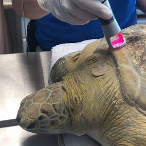 8.4K views · 93 reactions | Meet one of our green sea turtle patients Banner! Banner is a boat strike victim who is getting treatment at the Aquarium. He receives weekly cold laser treatments to repair his carapace (shell.) Cold laser is commonly used to treat issues like sprains, inflammation and wound healing in humans. The Aquarium uses this laser on the turtle to stimulate regeneration of the turtles carapace. Stay tuned for more updates on Banner! | The Florida Aquarium | Facebook