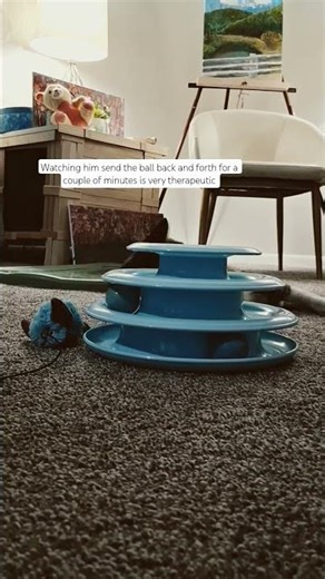 A cat moment of play. #catdistributionsystem #catplaying