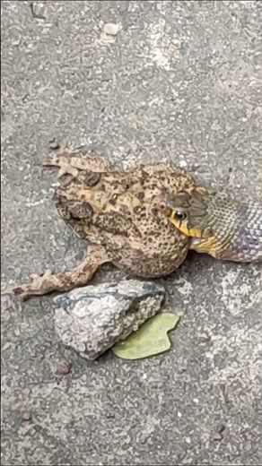 Snake eating frog #shorts #shortsvideo #shortsfeed