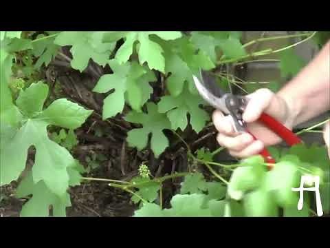 Sommerbeskæring af din vin