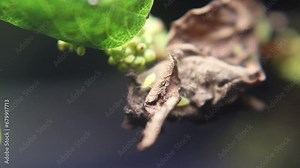 Ants and aphids work together to produce food in a mutually symbiotic relationship