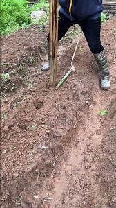 One stick solves planting spacing problems