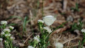 Butterfly Pieris brassicae on a flower in the garden. Day butterfly from the family of Pieridae.
