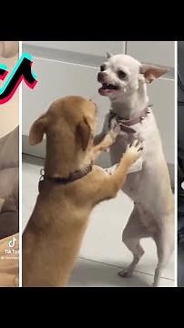 Nikki the chihuahua dog compilation #2। Fanny chihuahua TV