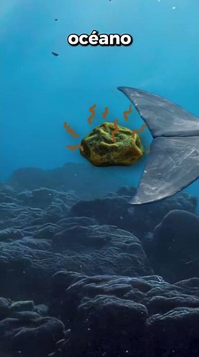 El ámbar gris o el "oro flotante" #curiosidades #sabiasque #bioloco