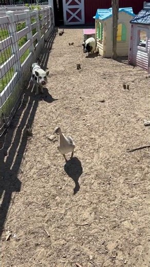 This bird is hanging out in the pig pen. #farm #farmanimals #pigs #birds #goose
