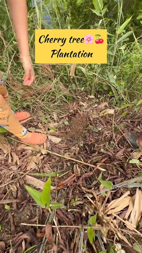 Planting cherry trees with family 🍒🌸 | PRATIGYA LEPCHA