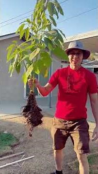 Planting a Gem Avocado Tree In Ground. #avocadotree #garden #gardening